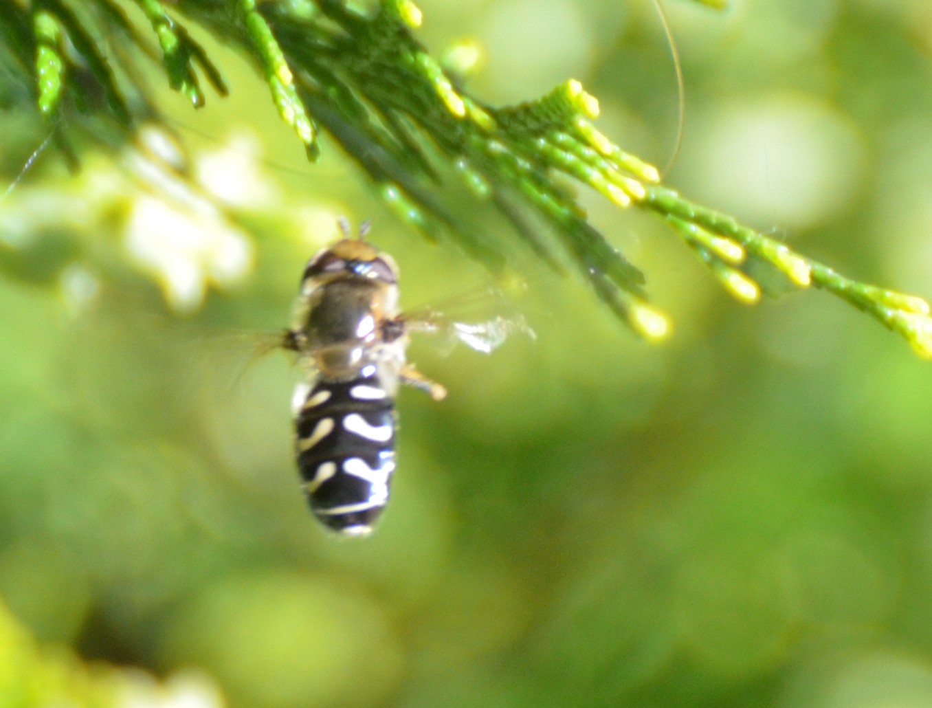 Syrphidae: Anasymia? su Tuia orientale  No, Scaeva pyrastri, femmina